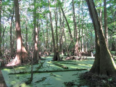 Timberland property for sale in Lafayette County