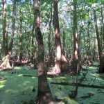 Lafayette County Recreational property for sale