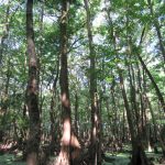 Lafayette County Recreational property for sale