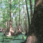 Lafayette County Investment land for sale