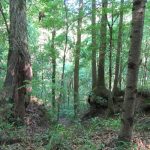 Lafayette County Timberland property for sale