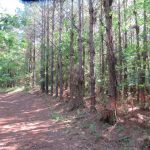 Timberland for sale in Lafayette County