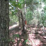 Lafayette County Timberland property for sale