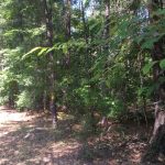 Timberland property for sale in Natchitoches Parish