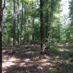 Natchitoches Parish Timberland for sale