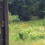 Timberland property for sale in Natchitoches Parish