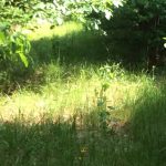 Investment property for sale in Natchitoches Parish