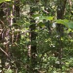 Recreational property for sale in Natchitoches Parish