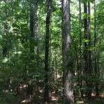 Investment property for sale in Natchitoches Parish