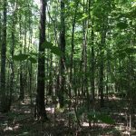 Investment property for sale in Natchitoches Parish