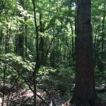Natchitoches Parish Timberland property for sale