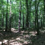 Investment land for sale in Natchitoches Parish