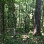 Natchitoches Parish Recreational property for sale