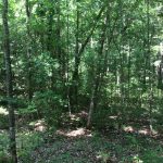 Timberland for sale in Natchitoches Parish