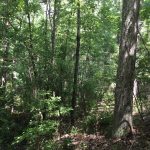 Recreational land for sale in Natchitoches Parish