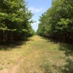Recreational land for sale in Natchitoches Parish
