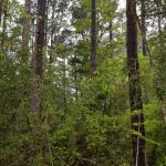 DeSoto Parish Recreational land for sale