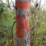 Recreational property for sale in DeSoto Parish