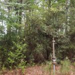 Timberland for sale in DeSoto Parish