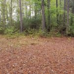 DeSoto Parish Timberland for sale