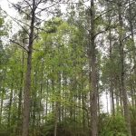 DeSoto land for sale