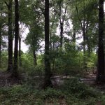 Winn Parish Investment land for sale