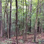Timberland for sale in Grant Parish