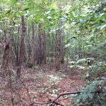 Grant Parish Investment property for sale