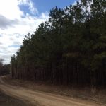 Caldwell Parish Hunting land for sale