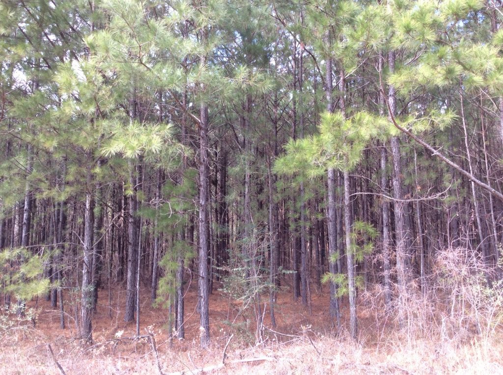 Caldwell Parish Hunting land for sale
