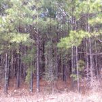 Caldwell Parish Hunting land for sale