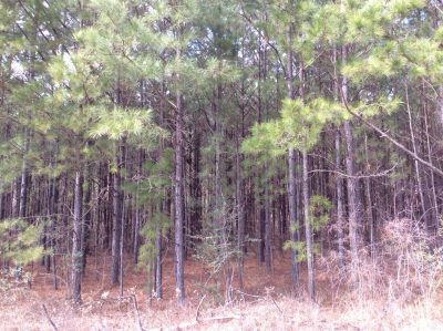 Caldwell Parish Hunting land for sale