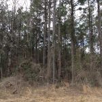 Caldwell Parish Hunting land for sale