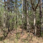 Caldwell Parish Timberland for sale