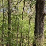 Caldwell Parish Timberland for sale