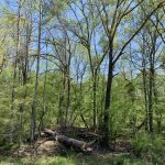 Timberland property for sale in Caldwell Parish