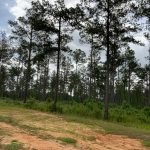 La Salle Parish Timberland for sale