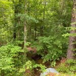 La Salle Parish Timberland for sale