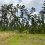 Timberland property for sale in La Salle Parish