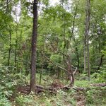 La Salle Parish Timberland for sale