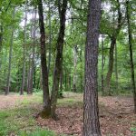 Timberland property for sale in La Salle Parish