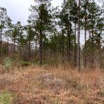 Catahoula Parish Timberland property for sale
