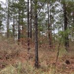 Timberland property for sale in Catahoula Parish