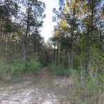 La Salle Parish Timberland for sale