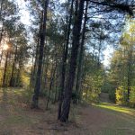 Timberland for sale in La Salle Parish