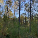 Development land for sale in La Salle Parish