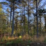 Development land for sale in La Salle Parish