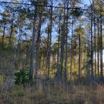 La Salle Parish Timberland for sale