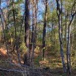 Timberland property for sale in La Salle Parish