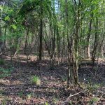 La Salle Parish Timberland for sale